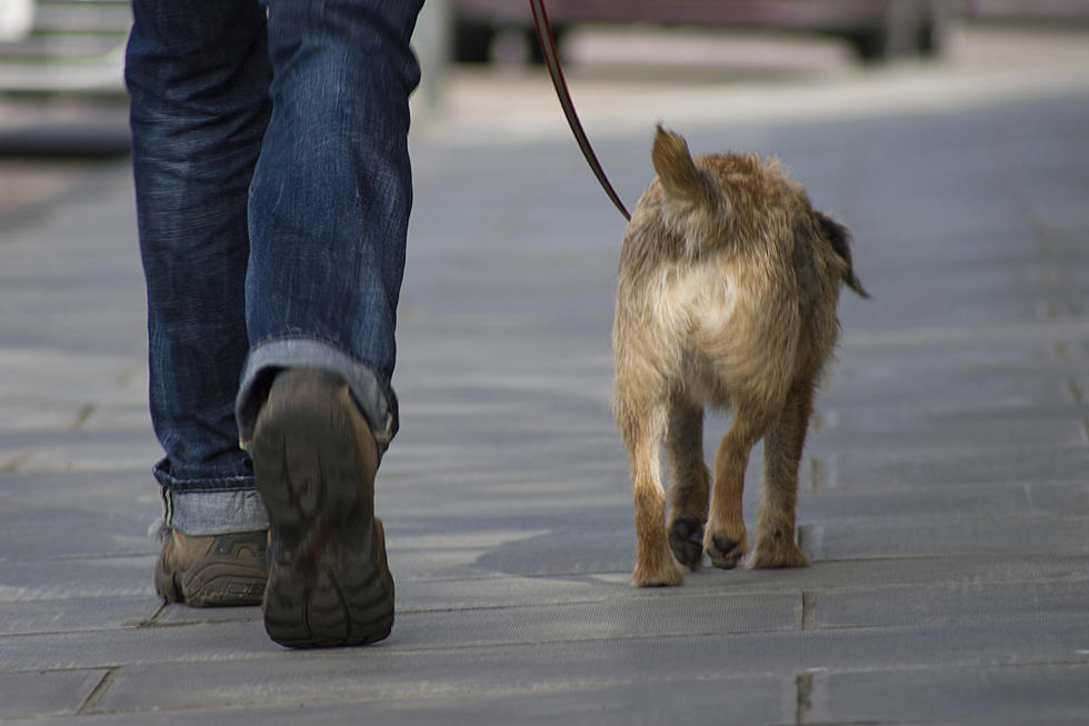 Survey Says: One in Five People Have Gotten a Date While Walking Their Dog