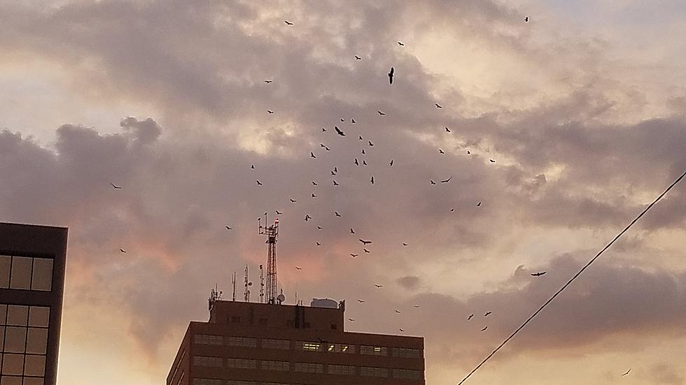 A Murder of Crows or Ravens Circling Death?