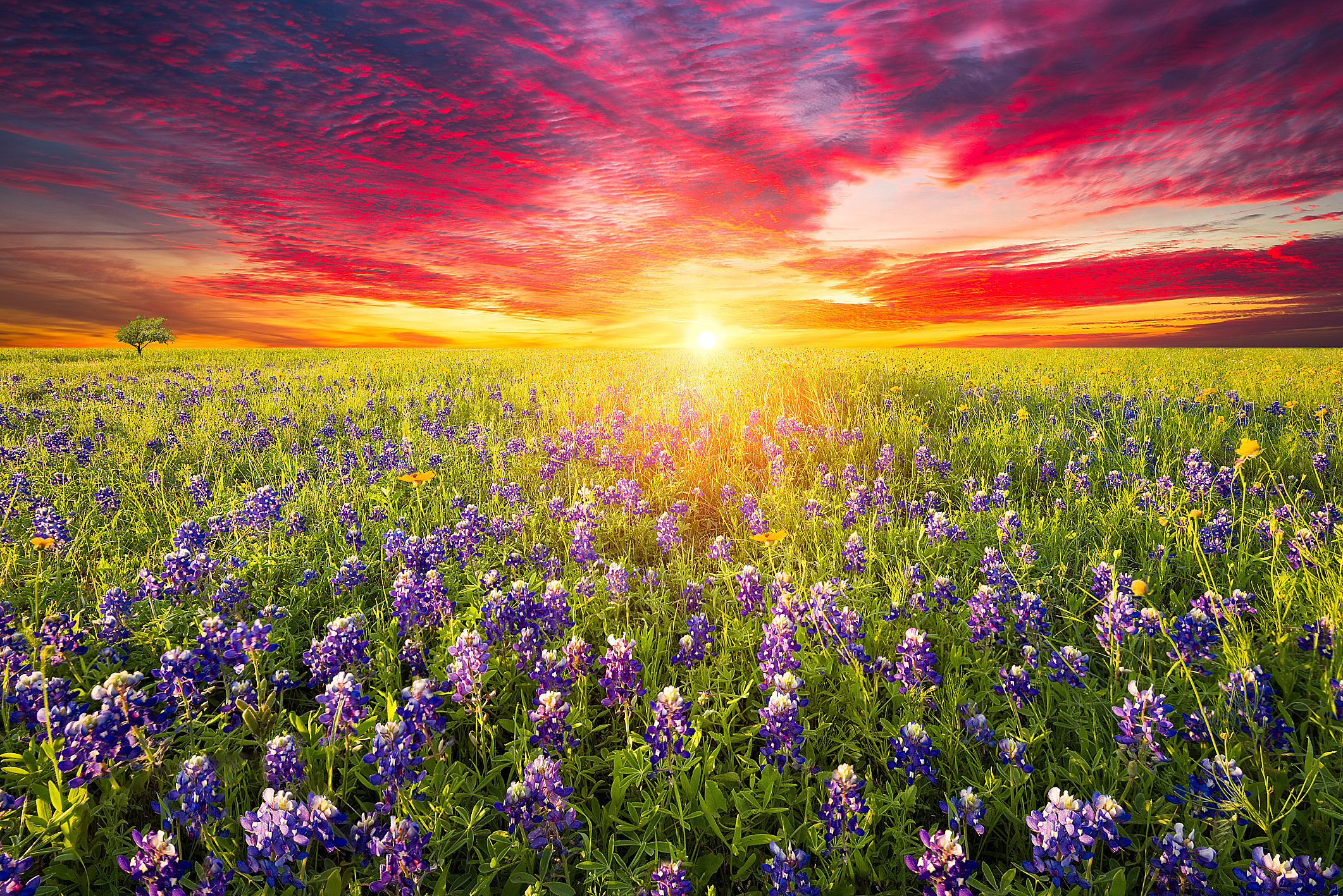 Top 7 Texas Locations To See Bluebonnets   RS10045 472301130 