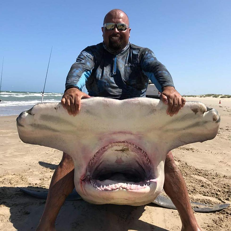 14 Foot Hammerhead Shark Padre Island