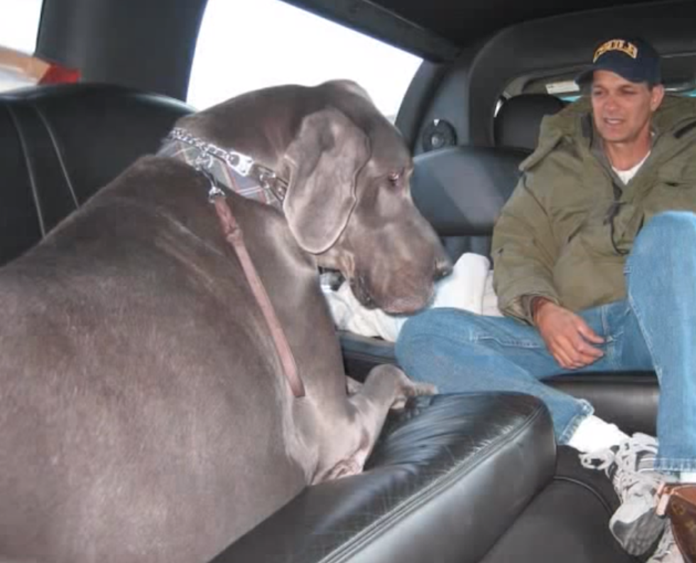 Giant George, World&#8217;s Tallest Dog Dies