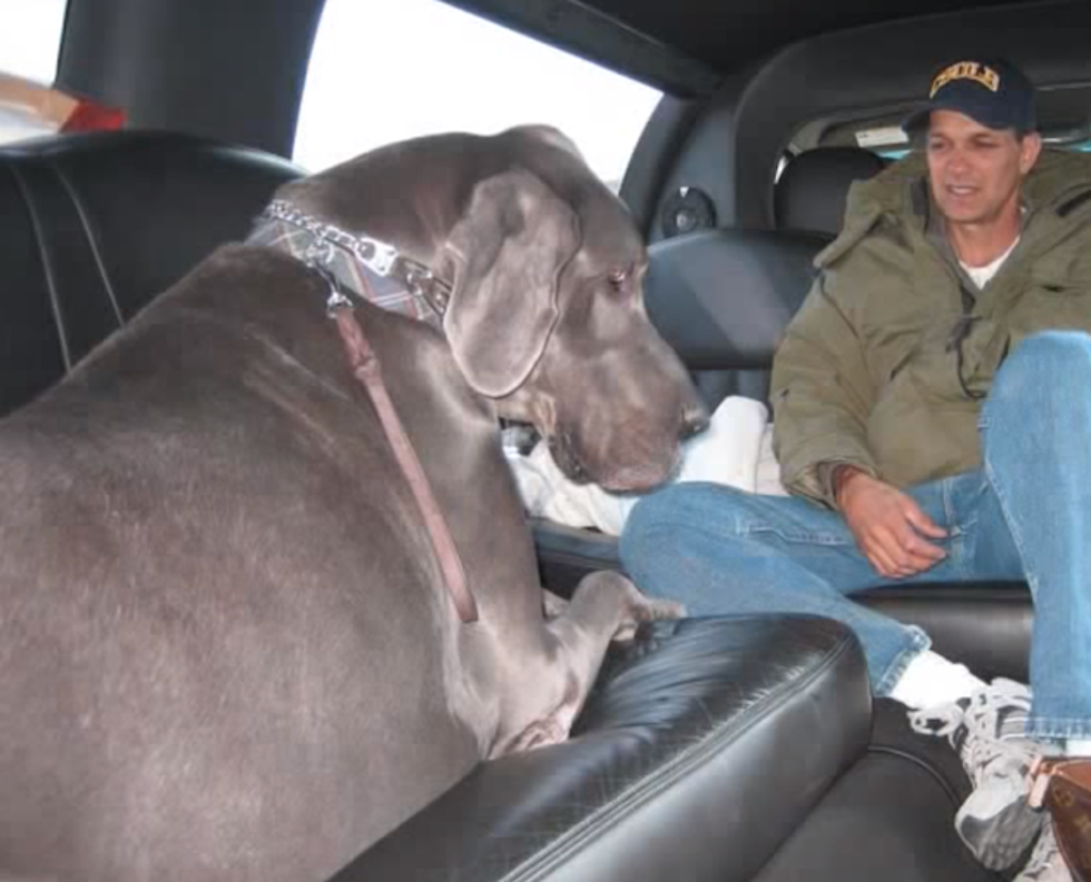 Giant George, World’s Tallest Dog Dies