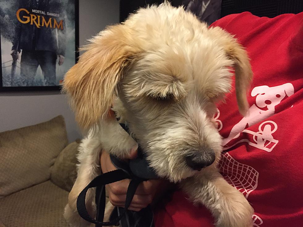 Chase’s Pup of the Week – Toby (5/27/16)