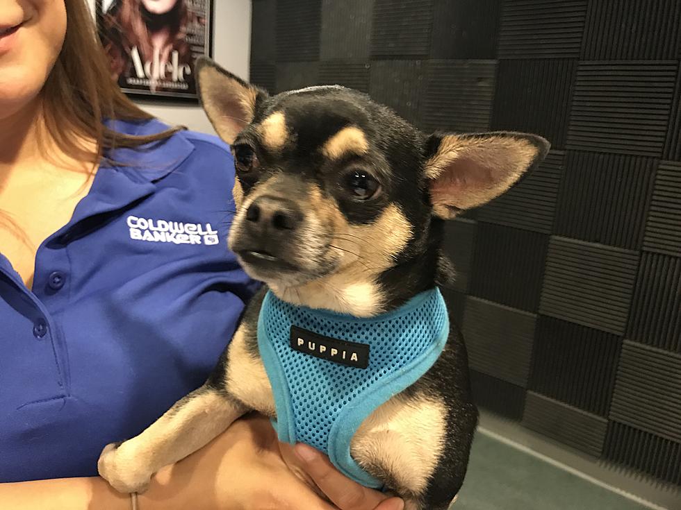 Chase’s Pup of the Week – Muttsarella (09/22/17)