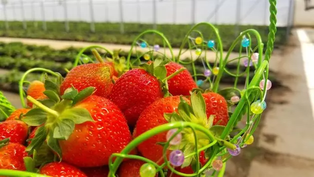 You Can Now Pick Strawberries in Midland