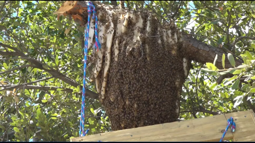 Huge Beehive in Midland Estimated to Weigh 90 lbs.