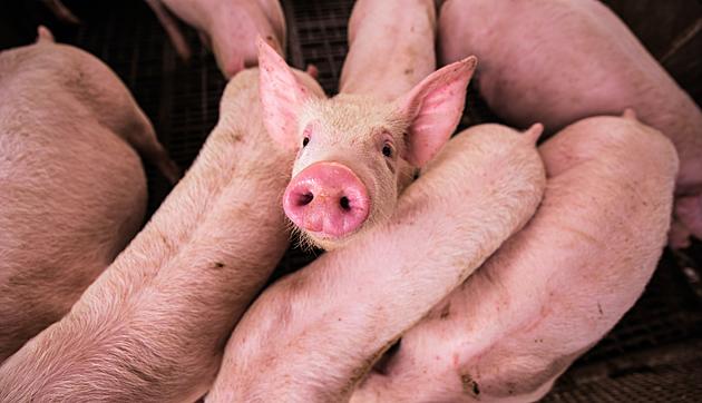 A Pig Heart Has Been Transplanted Into a Human, Would You Have it Done?