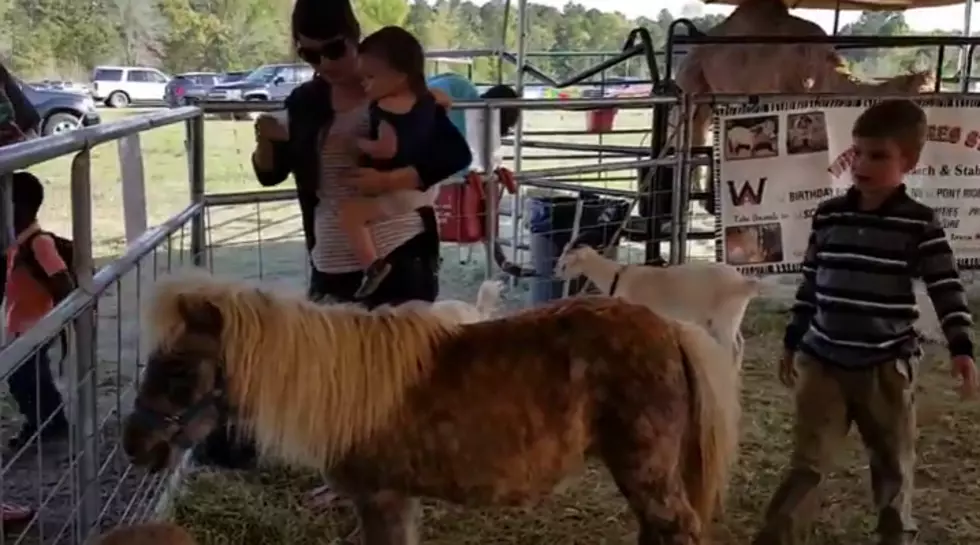 The All American Chevrolet of  Midland Petting Zoo