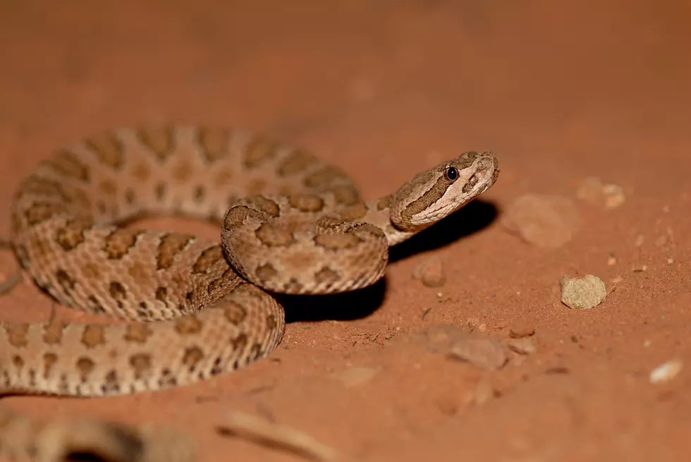 Summer And Snakes In West Texas-Be Careful!
