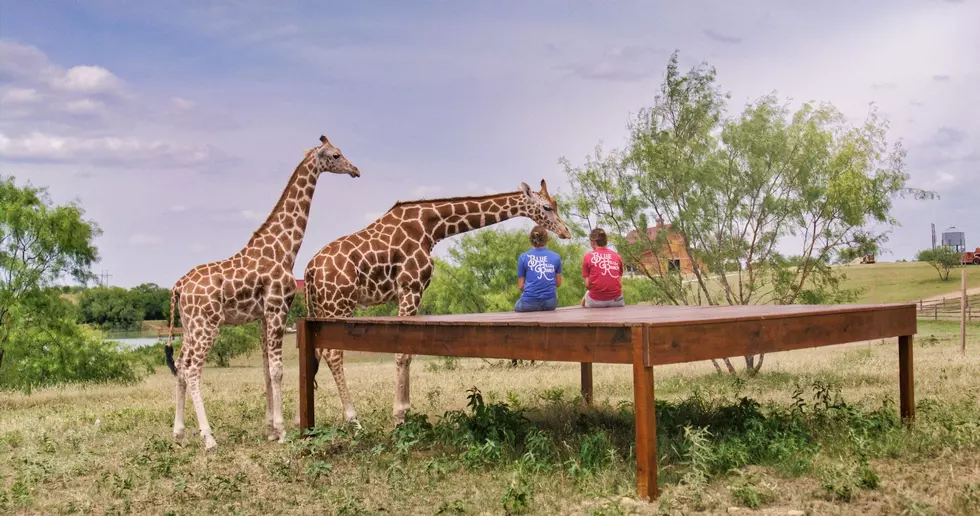 Wanna Get Away? This One Of Kind Texas Safari Ranch Let&#8217;s You Watch Incredible Animals From Your Porch