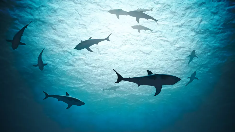 You Can Swim With Sharks At This Texas Attraction