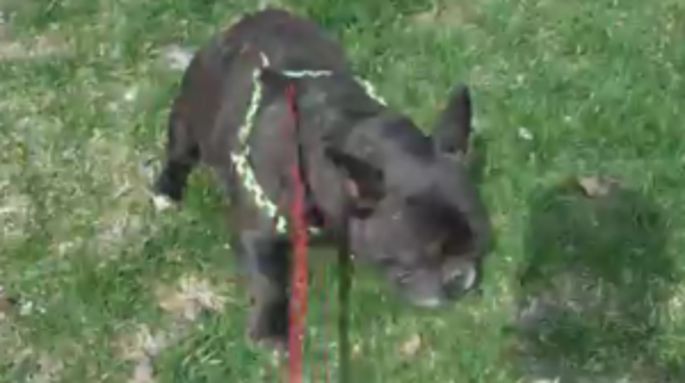 French Bulldog Scared Of What&#8230;.?