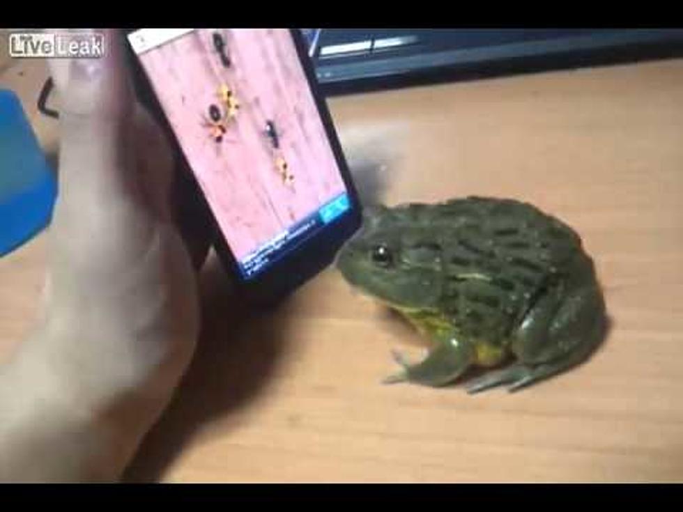 Frog Eats FLIES Off Telophone Screen [Video]