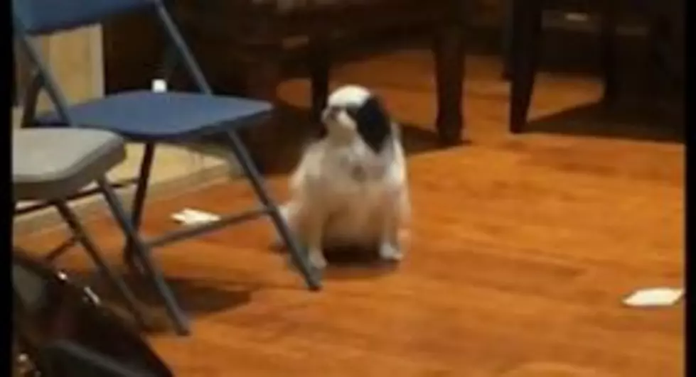 Dog Sulks In A Corner [Video]