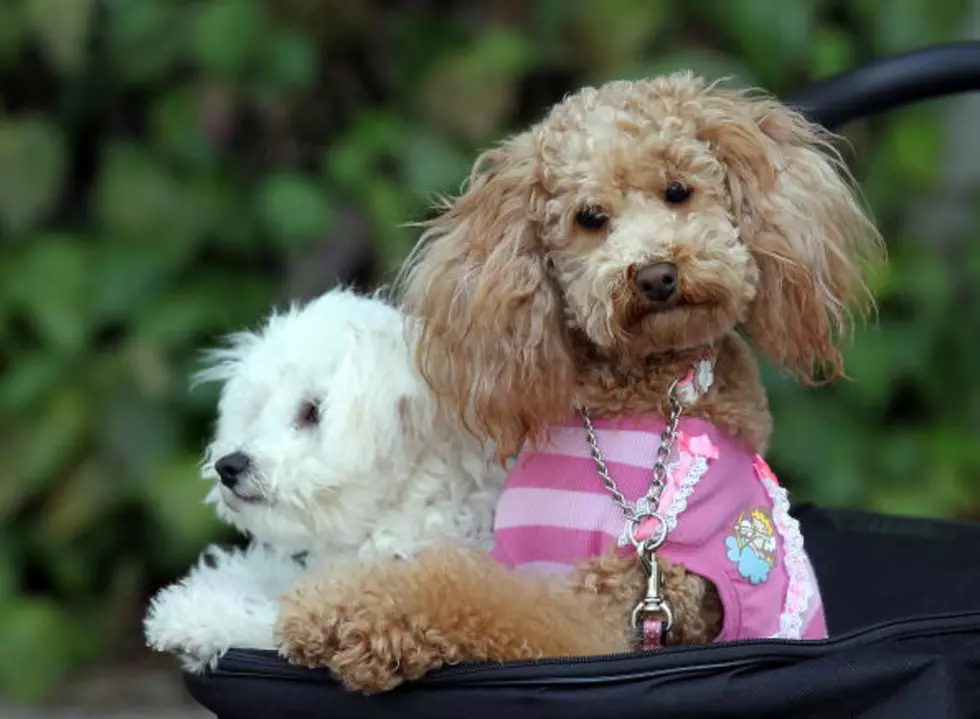 Watch This Adorable Puppy Protect His Babysister From A Blowdryer [Video]