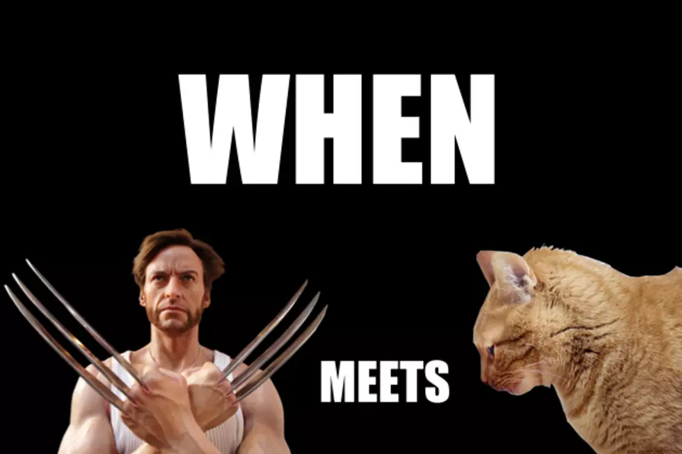 Check Out Wolverine Cat!