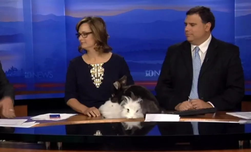 Bunnies Going At It On the News [Video]