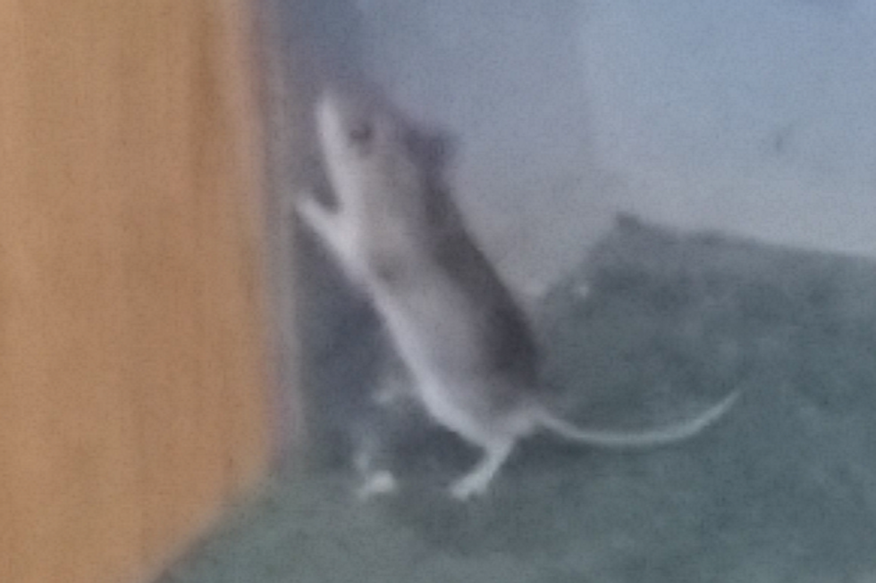A Thug Mouse Invades the B93 Studios! (PHOTO)