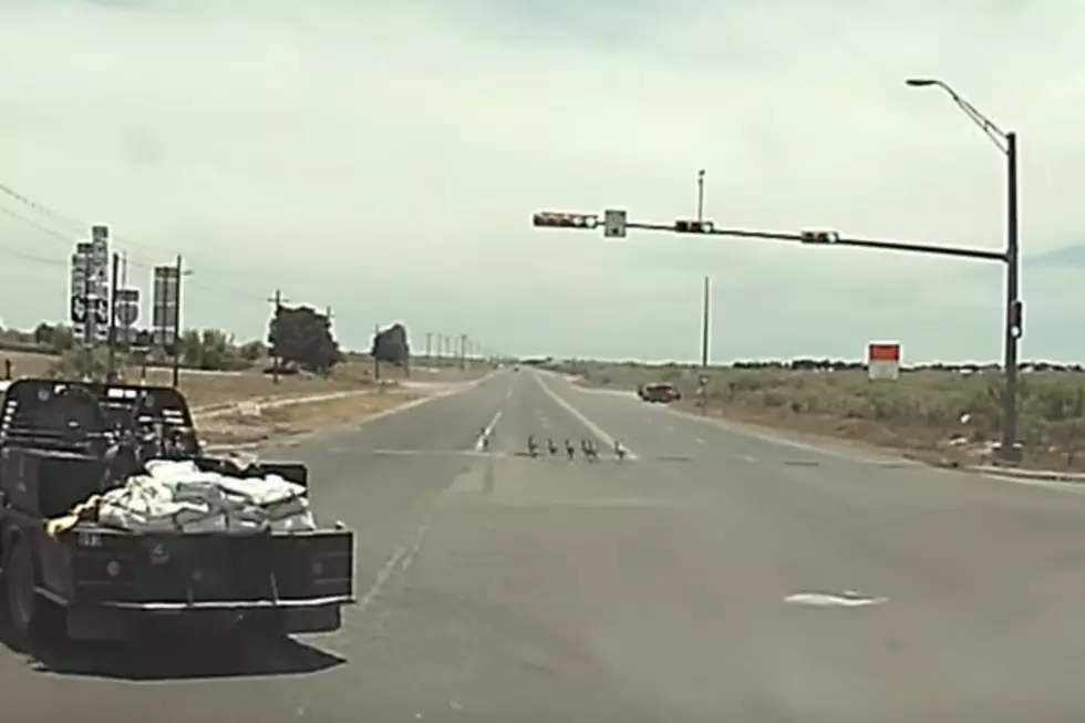 Geese in Midland Follow Traffic Laws Better Than Some People (VIDEO)
