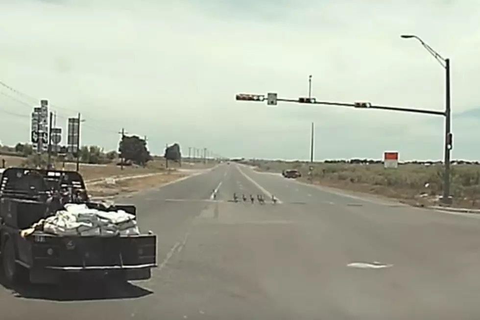 Geese Crossing in Midland