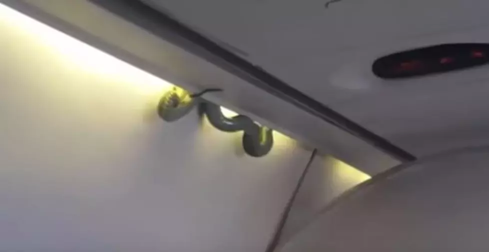Snakes On A Plane Is Real In Mexico &#8211; Leo and Rebecca (Audio)