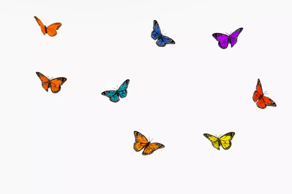 Home Hospice 12th Annual Butterfly Release And Family Celebration Info
