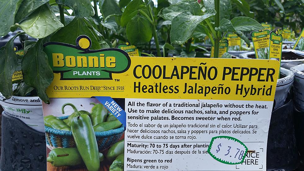 What’s the point of a Jalepeno That’s Not Hot…The Coolapeno Is Exactly That –