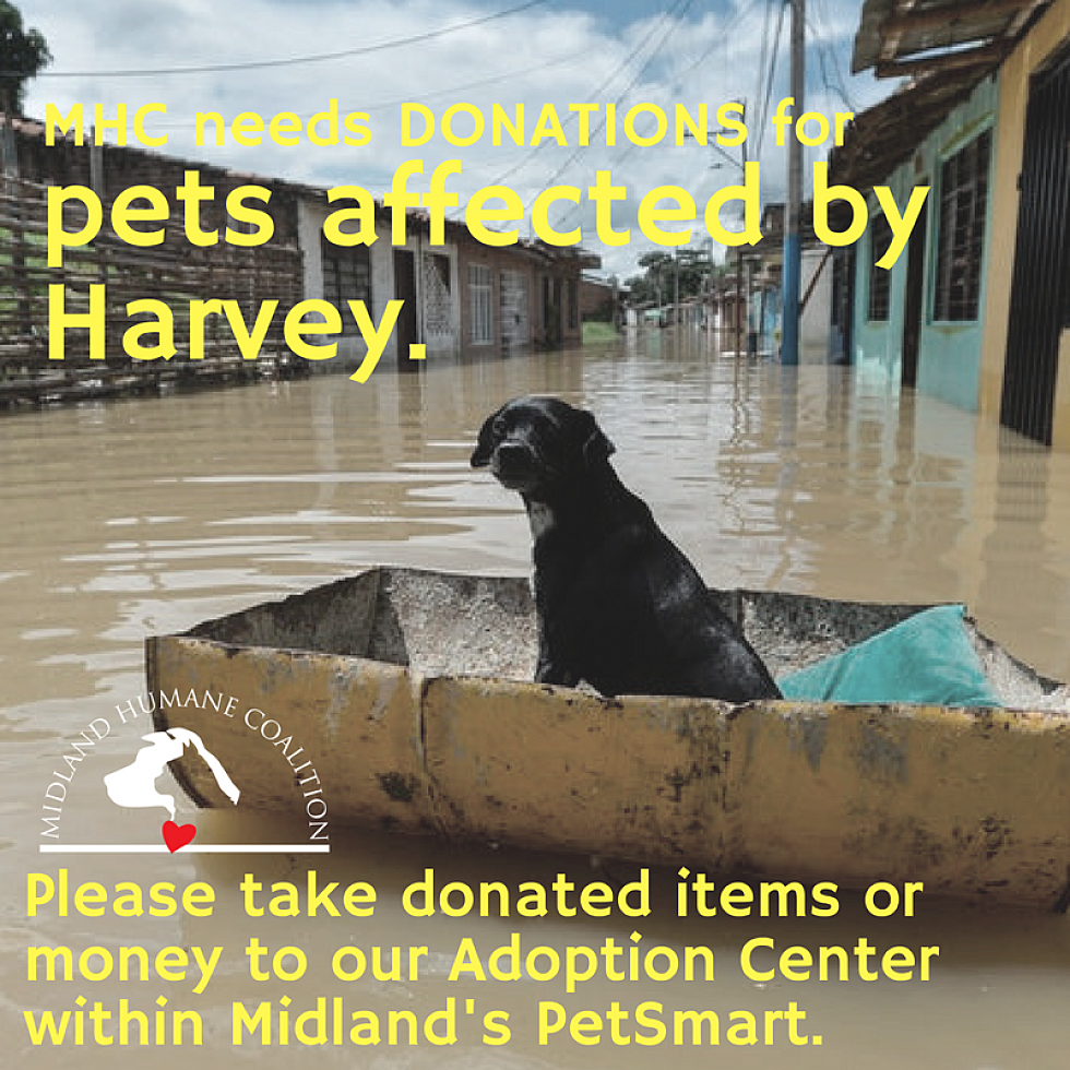 Midland Humane Coalition Taking Donations For Hurricane Harvey Victims – Four Legged and Their Owners