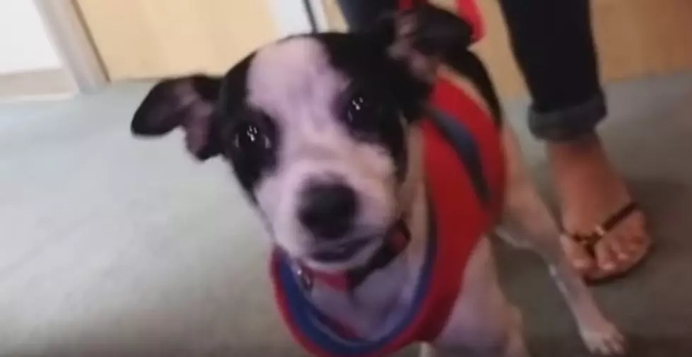 MEET BANDIT and Adopt Our Pet of the Week On National Puppy Day -Video