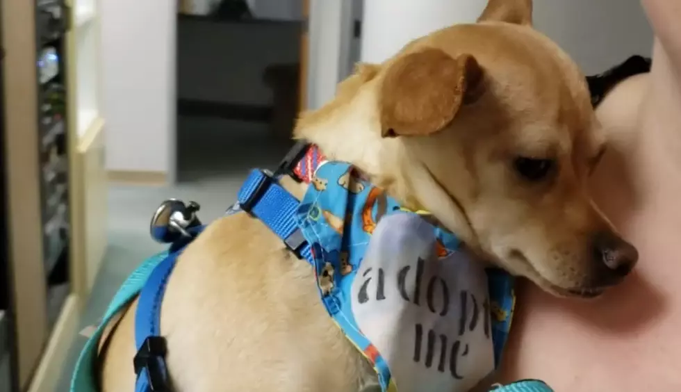 Adopt FRED Our Pet of the Week &#8211; Video