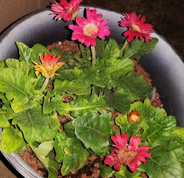 I Need Tips On How To Keep My Flowers Alive