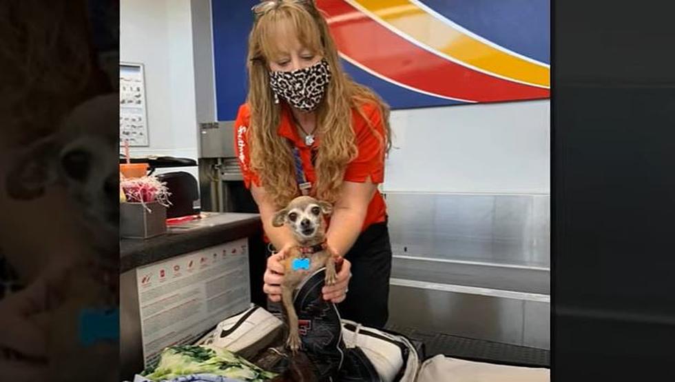 Couple From Lubbock Texas Finds Chihuahua Hiding In Luggage At Airport