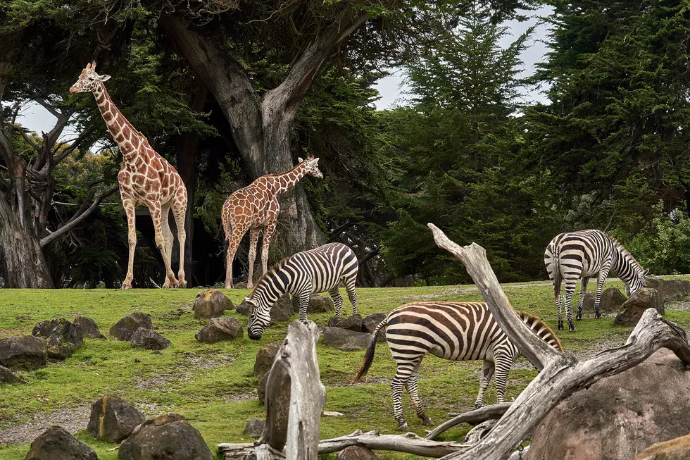 Did You Know 2 Of The Best Zoos In The WORLD Are In Texas? Find Out Where!