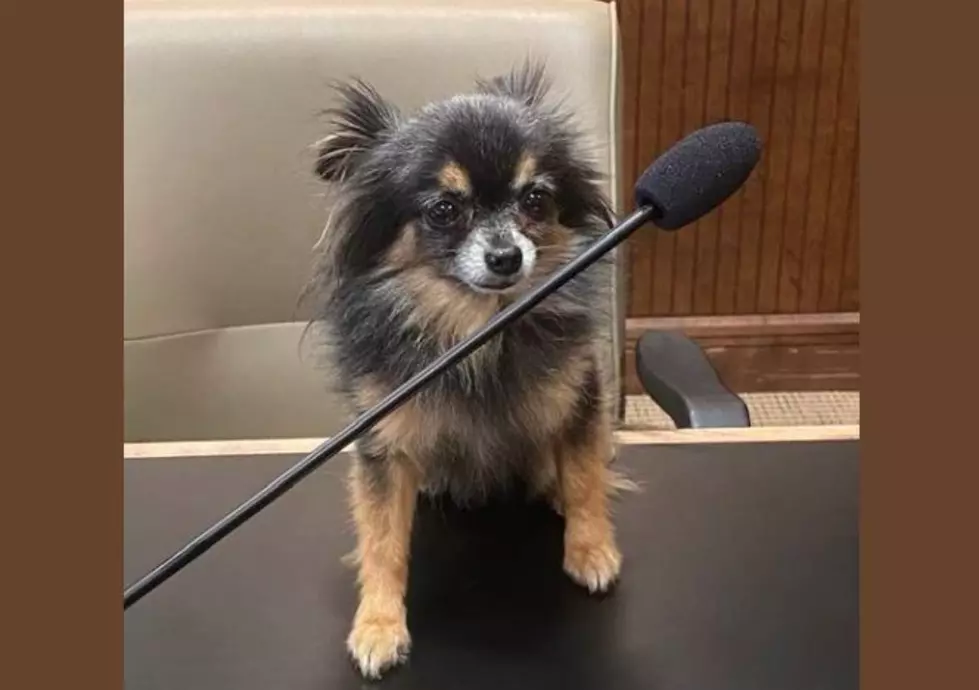 Was Chico &#8216;The Parking Lot Puppy&#8217; Pardoned for Jaywalking by Midland County Judge?