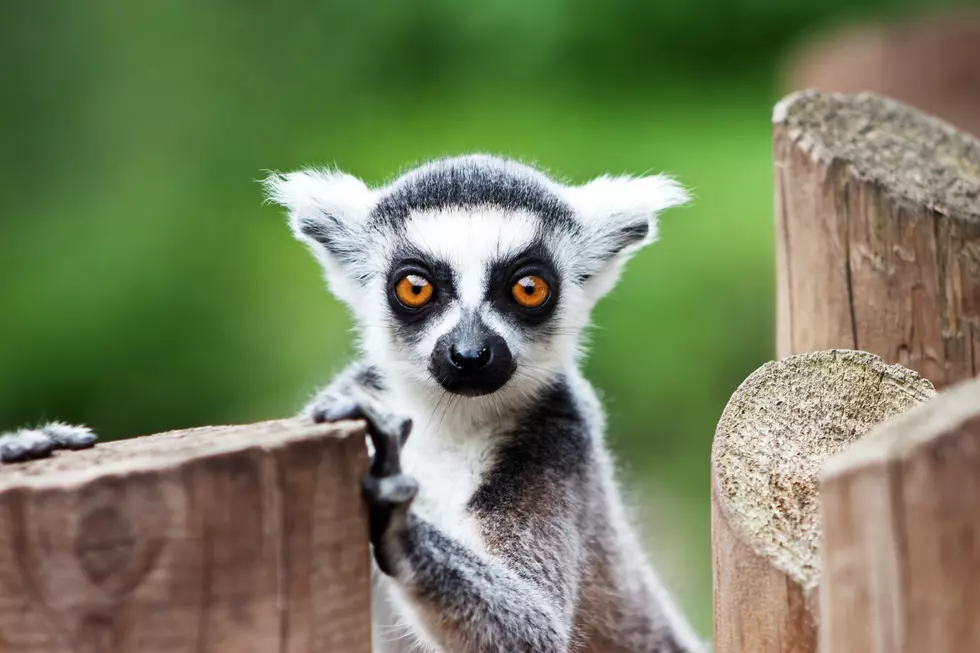 Did You Know It Is Legal To Own These 5 Exotic Pets In Texas?
