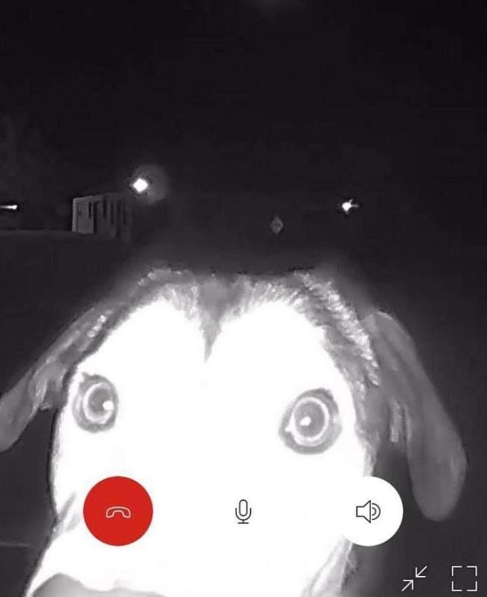 Charming Texas Dog Gets Lost Finds Her Way Back Home And Rings The Doorbell!