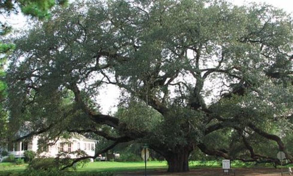 Which Texas Cities Have The TOP 5 Oldest Trees In Texas? Check Out The Pics!