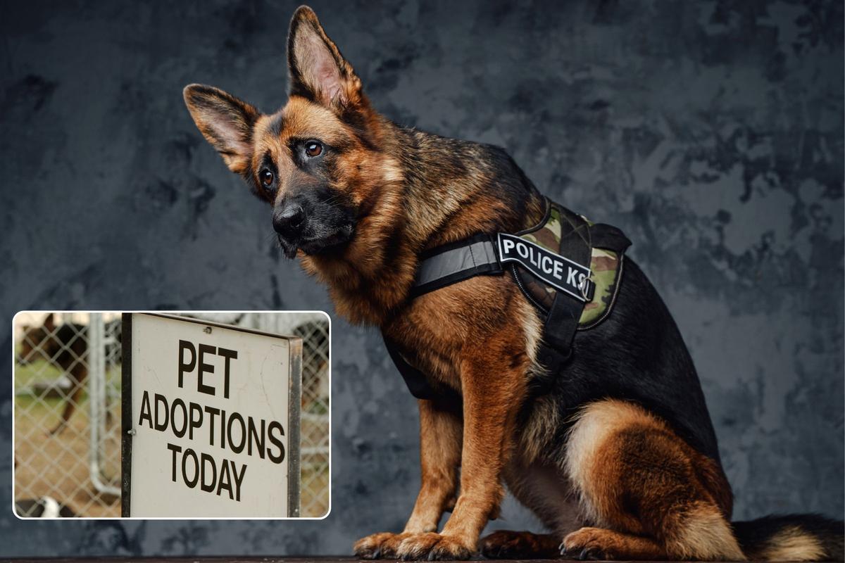 Can I adopt a failed canine police dog in Texas?