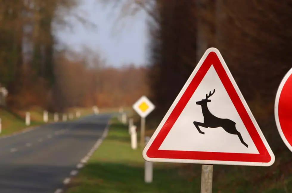 Be on the Lookout for Deer on Maine&#8217;s Roadways