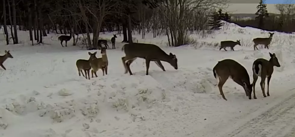 Great Video of Deer Herd In Eastport, Maine! [VIDEO]