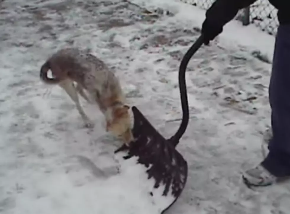 Dog Attacks Snow Shovel! [VIDEO]