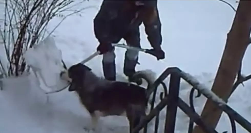 Shoveling Dogs Montage! [VIDEOS]