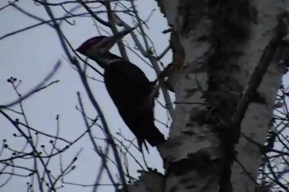 A Weasel Rides On A Flying Woodpecker! [VIDEO]