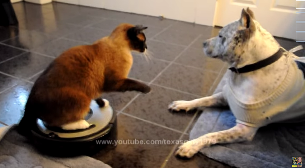 Hump Day Humor! Cat On Roomba Spars With Dog! [VIDEO]