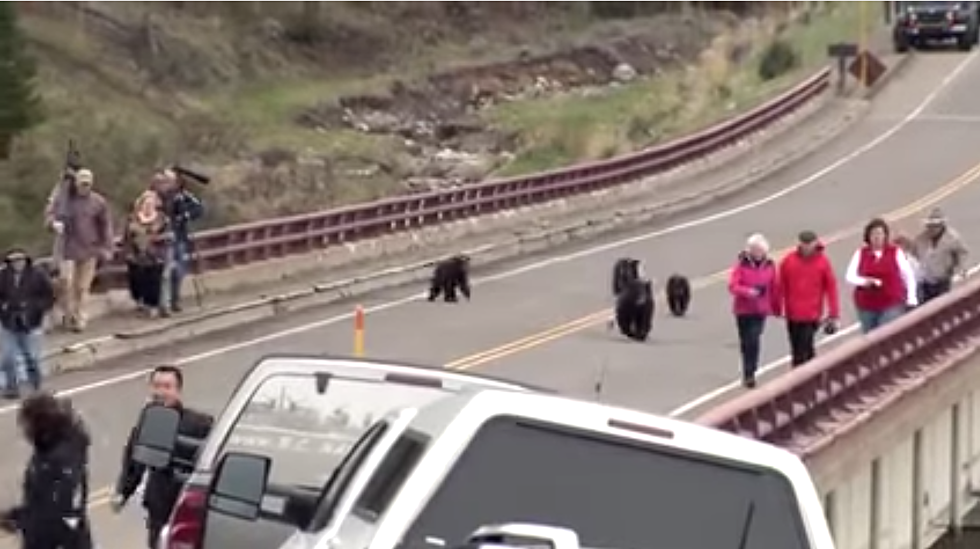 Visitors Chased Away By Yellowstone Bears! [VIDEO]