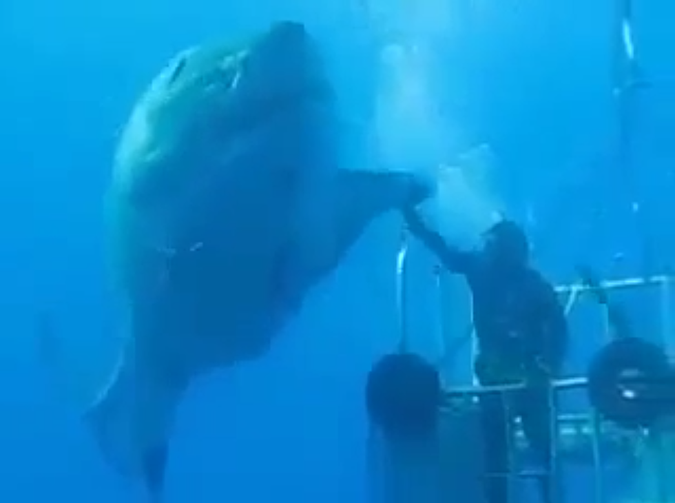 One of The Biggest Great White Sharks Ever! [VIDEO]