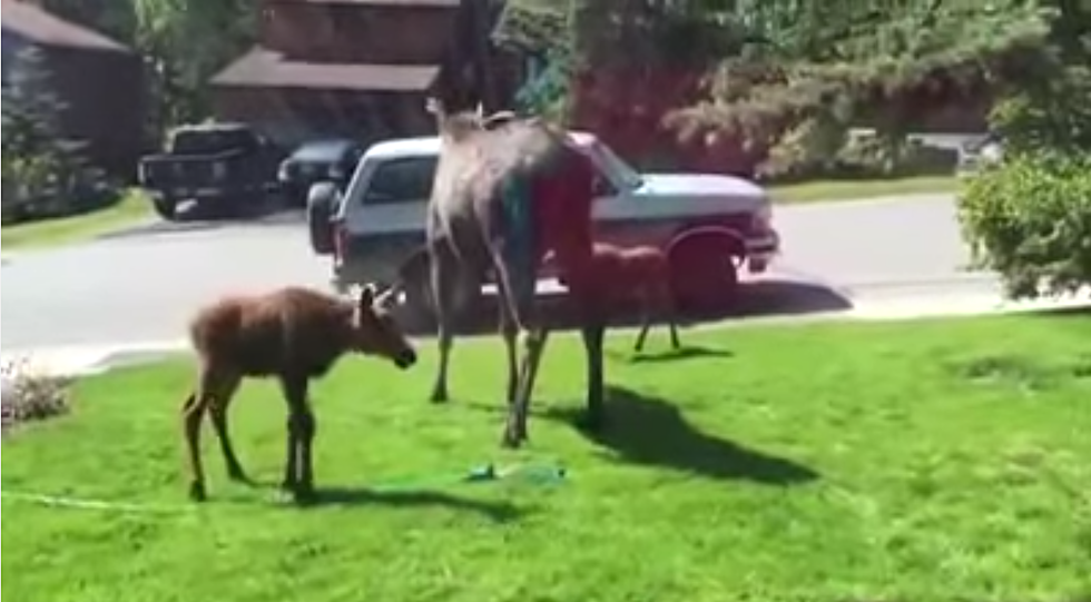 Moose Cool Down In The Front Yard [VIDEO]