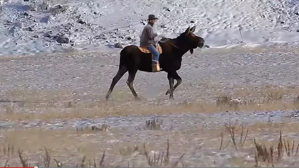 Don&#8217;t Ride Wild Animals [VIDEOS]