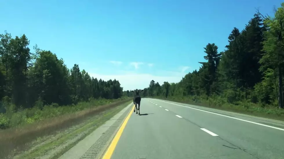 You Feel Driver’s Excitement Seeing A Moose On I-95 [MOOSE VIDEO]