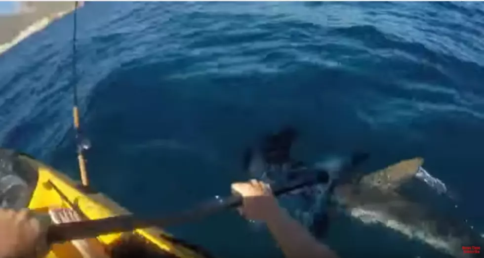 Hammerhead Attacks Kayak [VIDEO]